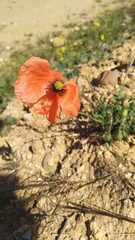 Papaver pinnatifidum