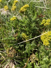 Lomatium grayi