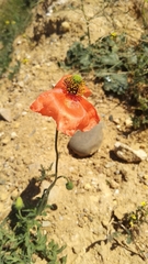 Papaver pinnatifidum