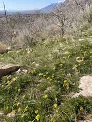 Lomatium grayi