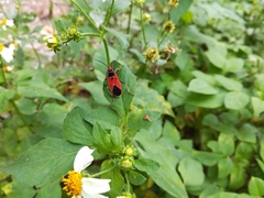 Pyrrhobaphus leucurus