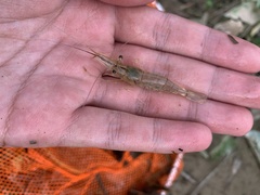 Macrobrachium lanchesteri