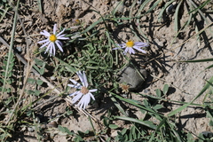 Aster hispidus