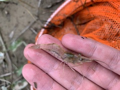 Macrobrachium lanchesteri