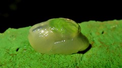 Peltella