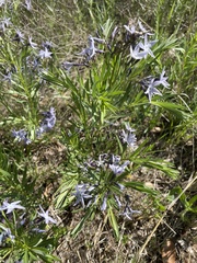 Amsonia ciliata
