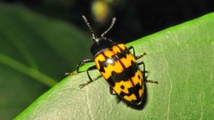 Iphiclus abdominalis