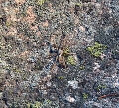 Alopecosa inquilina