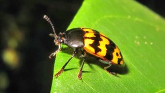 Iphiclus abdominalis