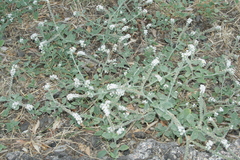 Heliotropium hirsutissimum
