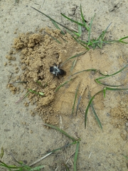 Andrena cineraria