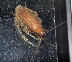 Balta longicercata
