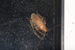 Balta longicercata