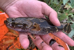 Oxyeleotris marmorata