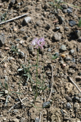 Allium bidentatum