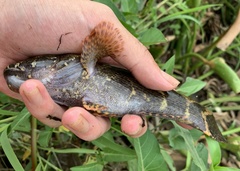 Oxyeleotris marmorata