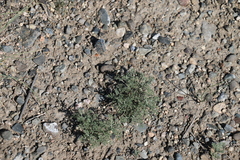 Artemisia adamsii