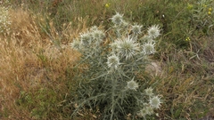 Echinops spinosissimus
