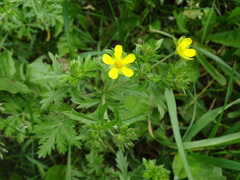 Potentilla tobolensis