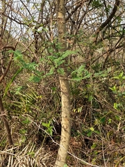 Vachellia leucophloea