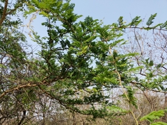 Vachellia leucophloea