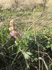 Lupinus formosus