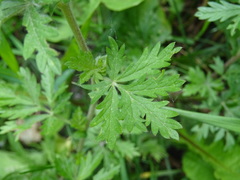 Potentilla tobolensis