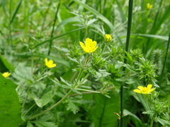 Potentilla tobolensis
