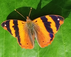 Nymphalidae