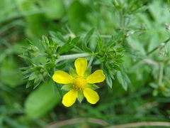 Potentilla tobolensis