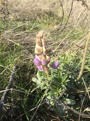 Lupinus formosus