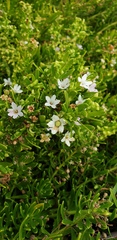 Myoporum parvifolium