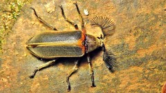 Polytomus