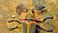 Polytomus