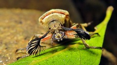 Polytomus