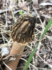 Morchella semilibera