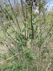 Buddleja davidii