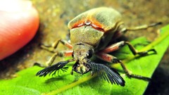 Polytomus