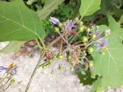 Solanum violaceum