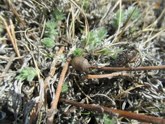 Eurygaster laeviuscula