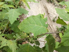 Solanum violaceum