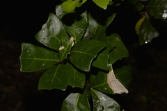 Cupaniopsis wadsworthii