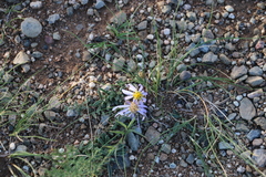 Aster hispidus