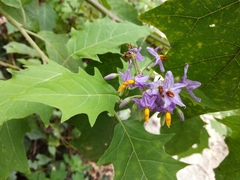 Solanum violaceum