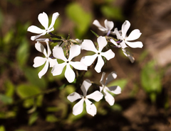 Phlox divaricata divaricata