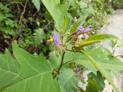 Solanum violaceum
