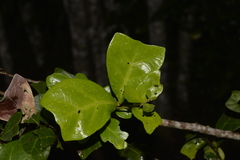 Cupaniopsis wadsworthii