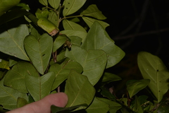 Cupaniopsis wadsworthii