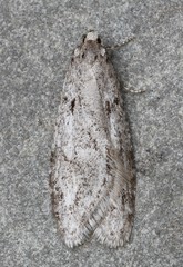 Semioscopis