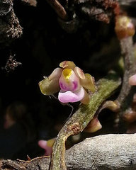 Diplocentrum congestum